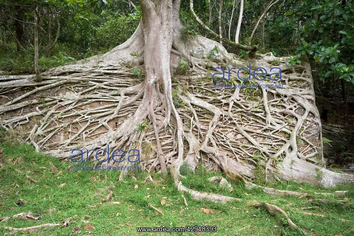 : Strangler Fig roots covering a wall : Strangler Fig roots covering a wall