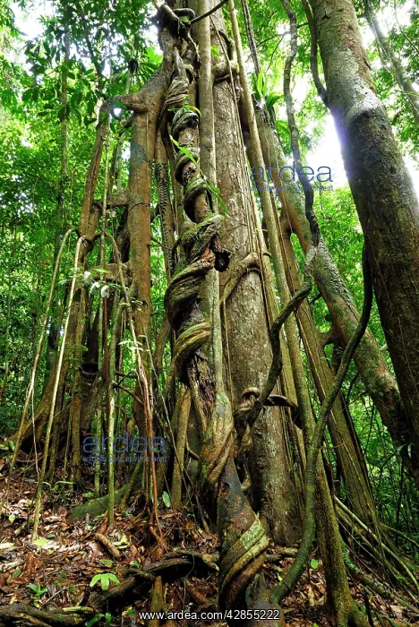 : Strangler fig tree : Strangler fig tree