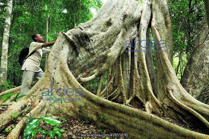 : Strangler fig tree : Strangler fig tree