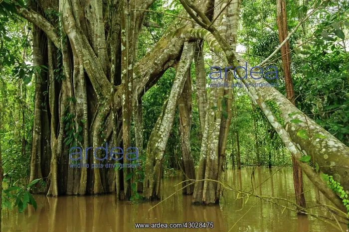 : strangler fig tree, exposed roots, flooded forest : strangler fig tree, exposed roots, flooded forest