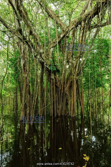 : strangler fig tree, flooded forest, Amazon, Mamiraua : strangler fig tree, flooded forest, Amazon, Mamiraua