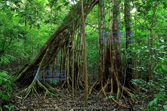 : Strangler fig tree / Weeping Fig : Strangler fig tree / Weeping Fig