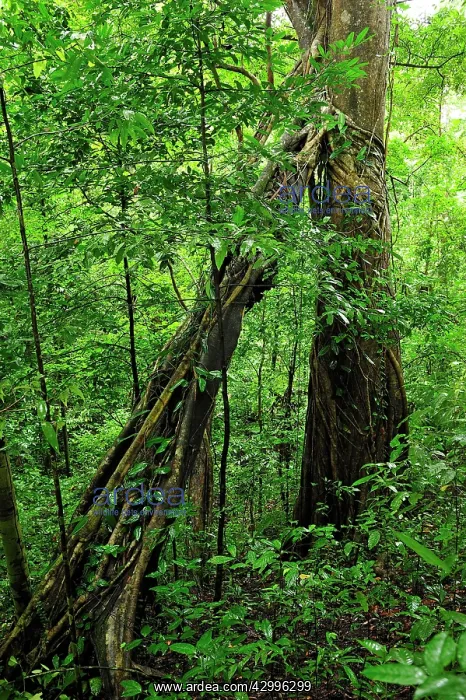: Strangler fig tree / Weeping Fig : Strangler fig tree / Weeping Fig
