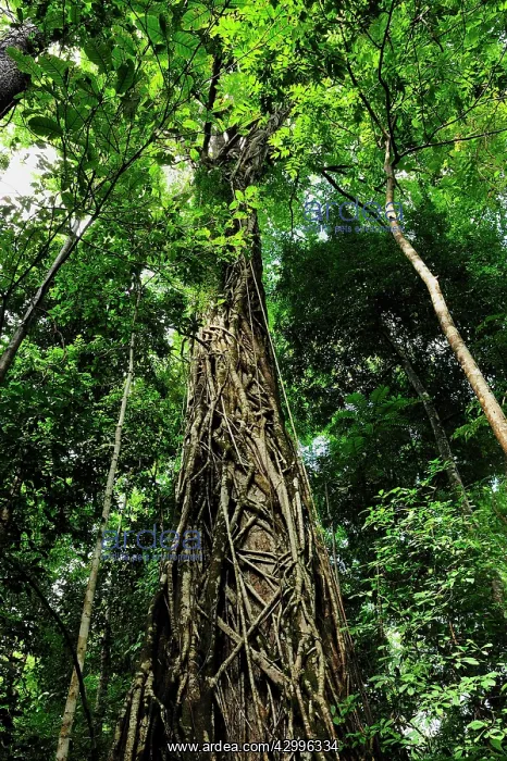 : Strangler fig tree / Weeping Fig : Strangler fig tree / Weeping Fig