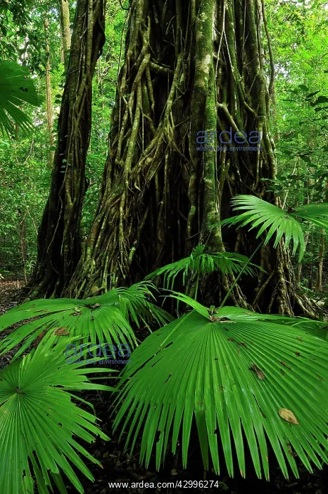 : Strangler fig tree / Weeping Fig with Woka Palm : Strangler fig tree / Weeping Fig with Woka Palm