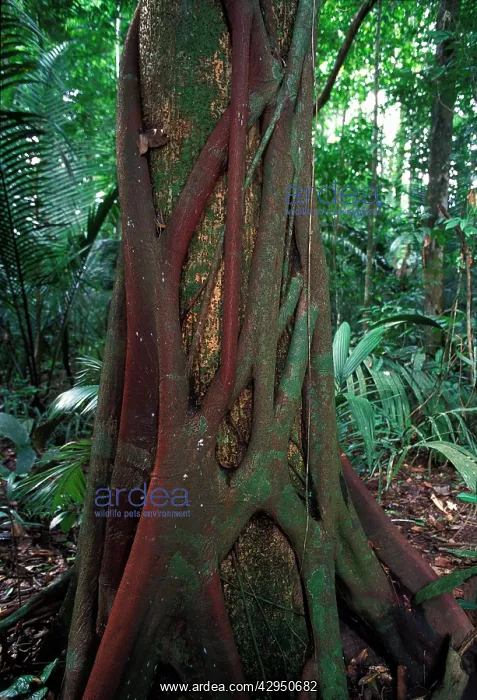 : Strangler Fig - around a trunk : Strangler Fig - around a trunk