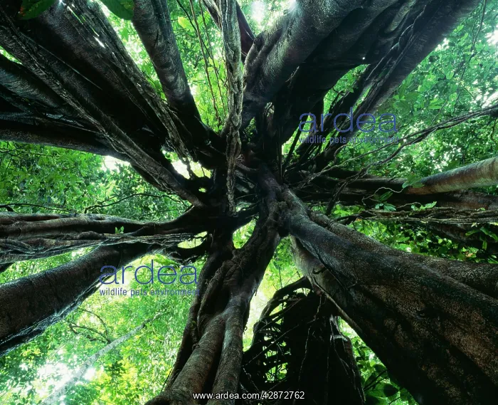 : Strangler FIG - view looking up into tree showing : Strangler FIG - view looking up into tree showing