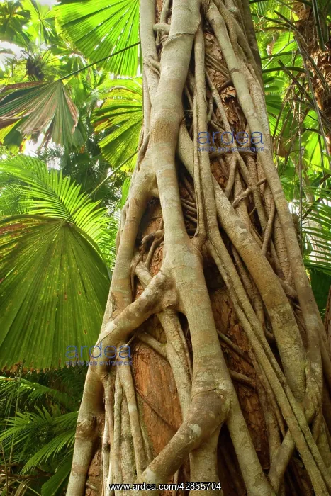 : Strangler Fig - a young strangler fig embraces : Strangler Fig - a young strangler fig embraces