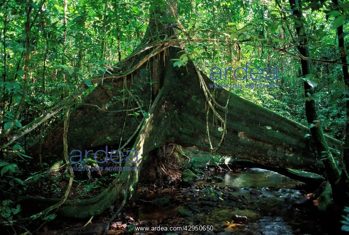 : Strangler Figs - huge trunk above a water course : Strangler Figs - huge trunk above a water course