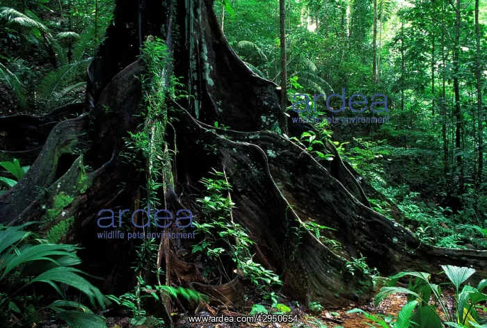 : Strangler Figs - trunk of a large tree in the forest : Strangler Figs - trunk of a large tree in the forest
