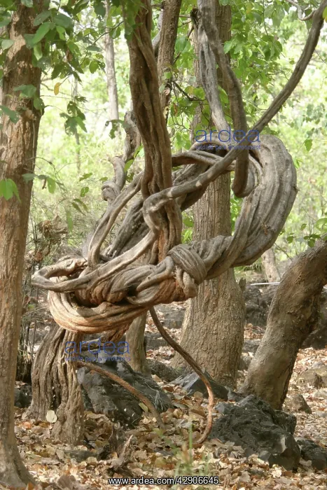 : Strangler Vine : Strangler Vine