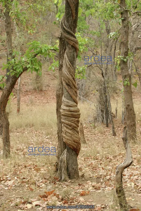 : Strangler Vine : Strangler Vine