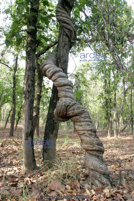 : Strangler Vine : Strangler Vine