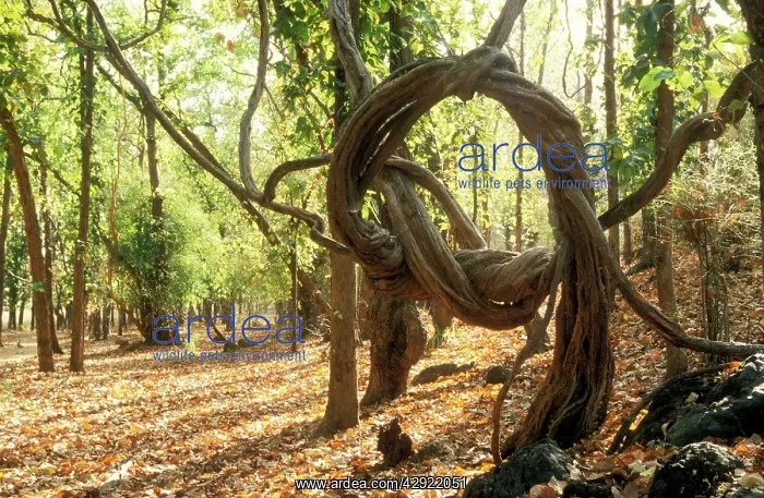  : Strangler VINE