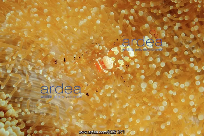 : Strangulated anemone glass anemone shrimp (Periclimenes : Strangulated anemone glass anemone shrimp (Periclimenes