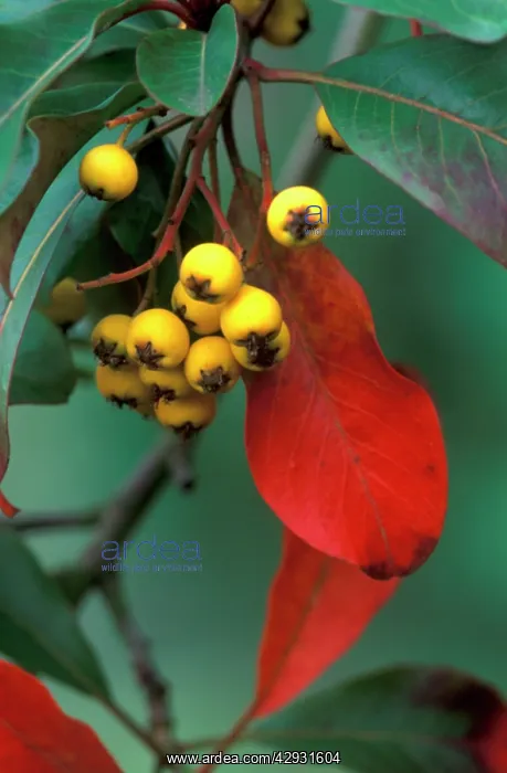 : Stranvaesia Fructulateo - semi evergreen shrub : Stranvaesia Fructulateo - semi evergreen shrub