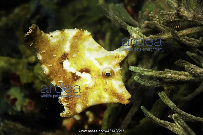 : Strap-weed Filefish : Strap-weed Filefish