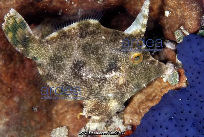  : Strapweed Filefish