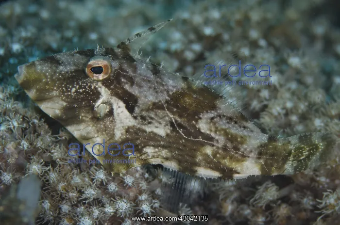: Strapweed Filefish - on coral - TK2 dive site, Lembeh : Strapweed Filefish - on coral - TK2 dive site, Lembeh