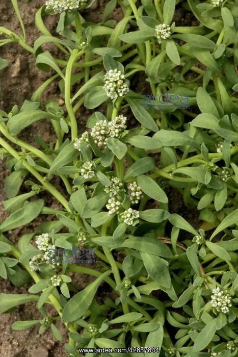 : Strapwort (Corrigiola littoralis). very rare in UK, Devon only : Strapwort (Corrigiola littoralis). very rare in UK, Devon only