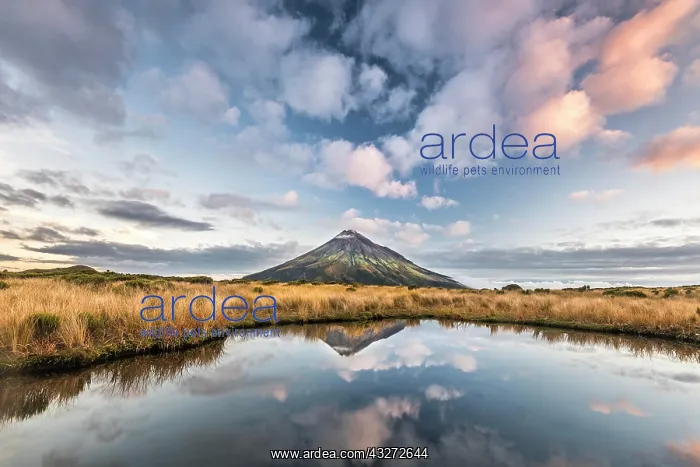 : Stratovolcano Mount Taranaki or Mount Egmont reflected : Stratovolcano Mount Taranaki or Mount Egmont reflected