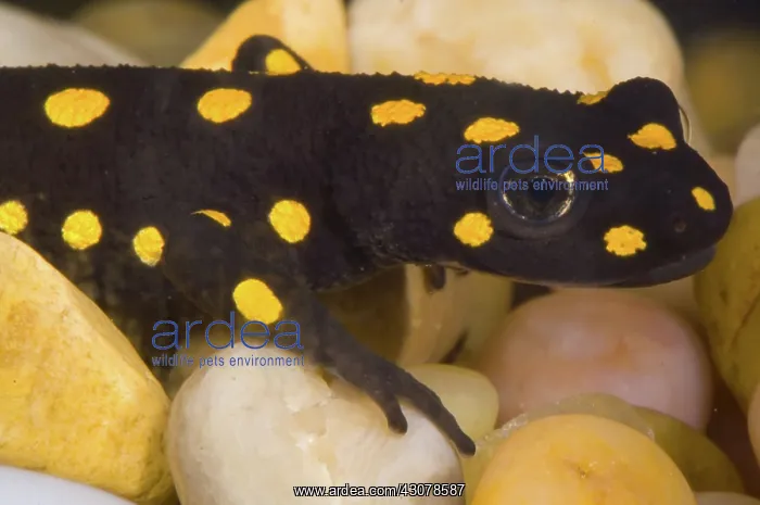 : Strauch's Spotted Newt