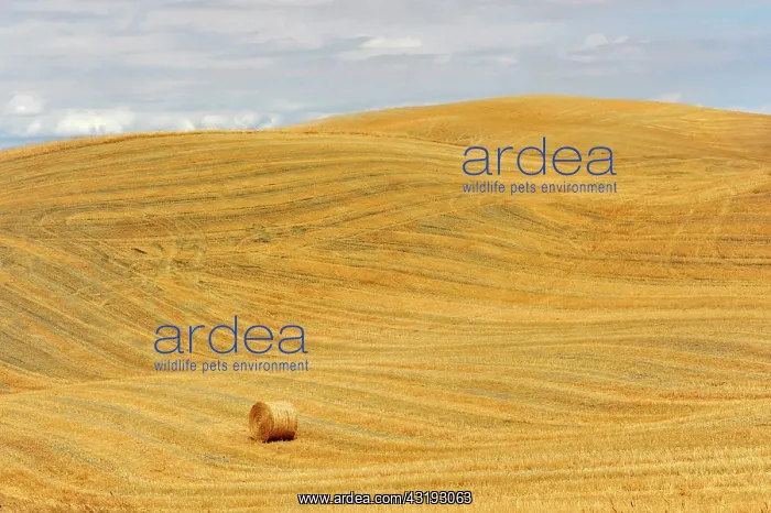 : Straw bales, harvested wheat fields, south of Montepulciano : Straw bales, harvested wheat fields, south of Montepulciano