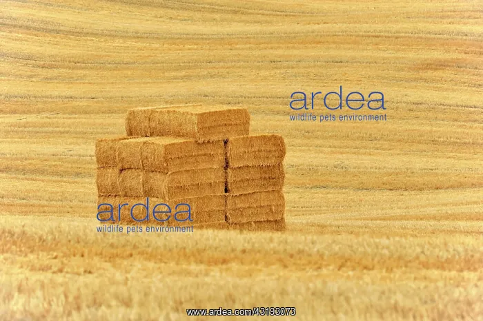 : Straw bales, harvested wheat fields, south of Montepulciano : Straw bales, harvested wheat fields, south of Montepulciano