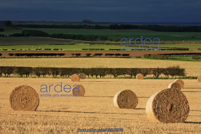 : Straw Bales - stormy autumn sky : Straw Bales - stormy autumn sky