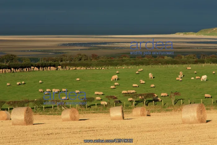 : Straw Bales - stormy autumn sky, looking south : Straw Bales - stormy autumn sky, looking south