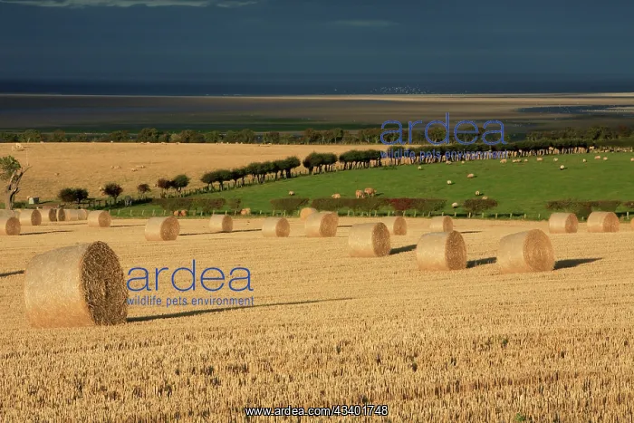 : Straw bales -stormy autumn sky, looking south over : Straw bales -stormy autumn sky, looking south over
