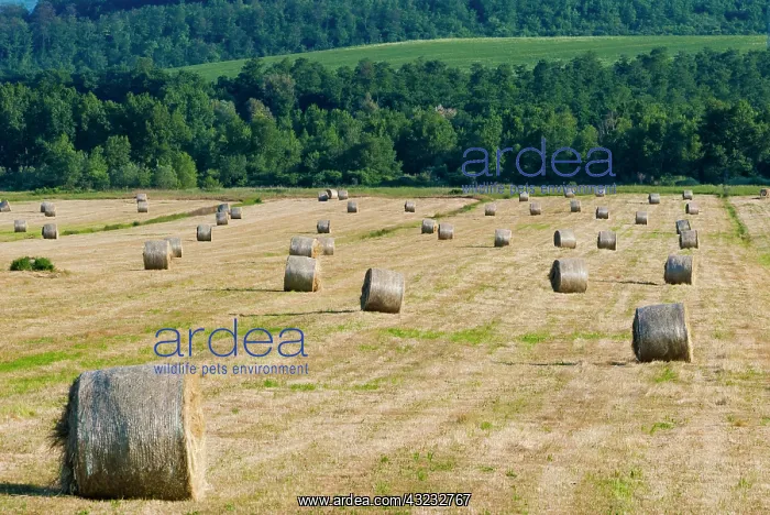 : Straw bales in Tuscan field, Val d'Orcia : Straw bales in Tuscan field, Val d'Orcia