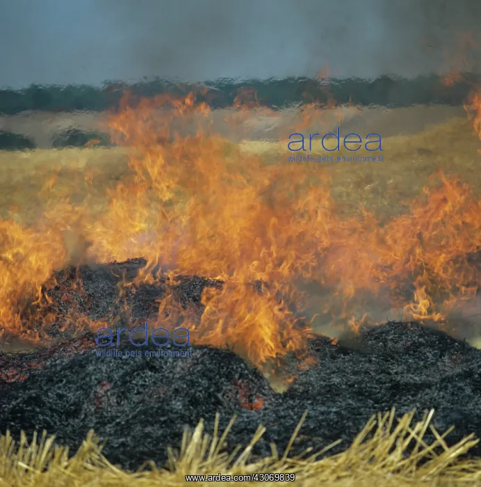 : Straw Burning : Straw Burning