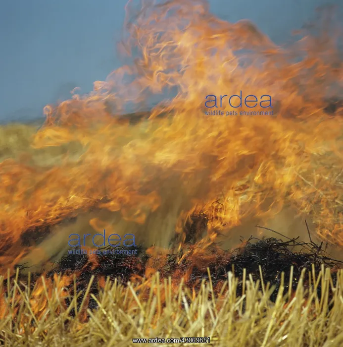 : Straw Burning : Straw Burning