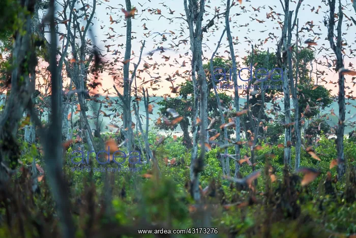 : Straw-colored Fruit Bats (Eidolon helvum) in flight : Straw-colored Fruit Bats (Eidolon helvum) in flight