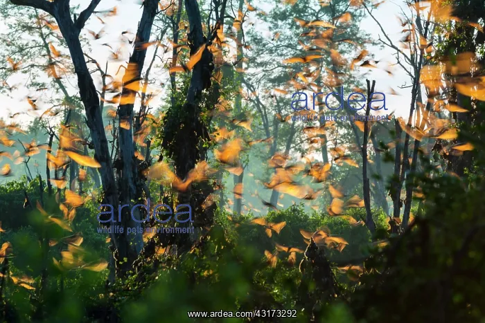 : Straw-colored Fruit Bats (Eidolon helvum) in flight : Straw-colored Fruit Bats (Eidolon helvum) in flight