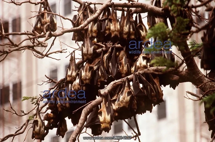 : Straw Coloured Fruit Bats - group roosting in city : Straw Coloured Fruit Bats - group roosting in city