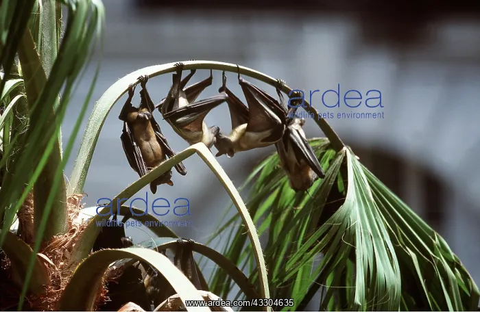 : Straw Coloured Fruit BATS - four hang from plant : Straw Coloured Fruit BATS - four hang from plant