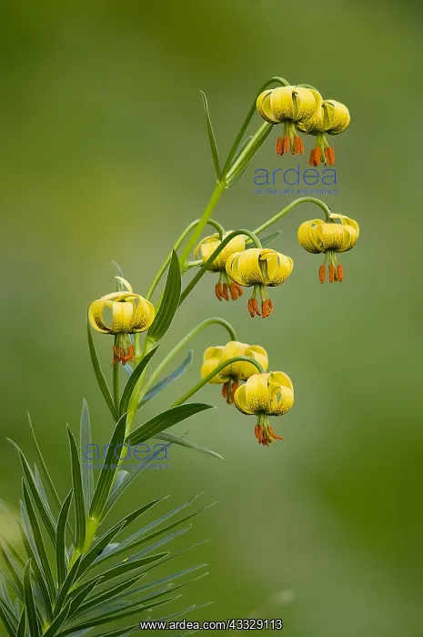 : Straw-coloured turk's cap (Lilium pyrenaicum), Pyrenees : Straw-coloured turk's cap (Lilium pyrenaicum), Pyrenees