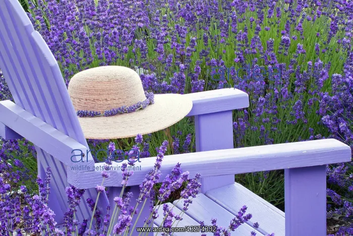 : Straw hat on Adirondack chair among Lavender : Straw hat on Adirondack chair among Lavender
