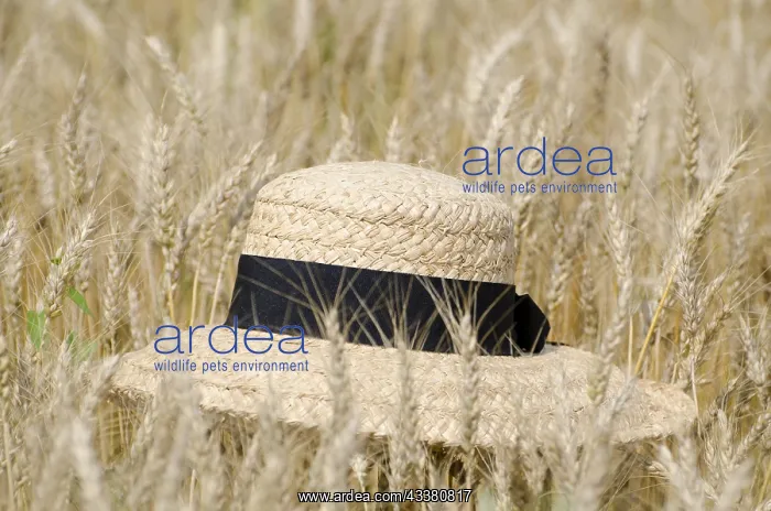 : Straw Hat on the Wheat Field : Straw Hat on the Wheat Field