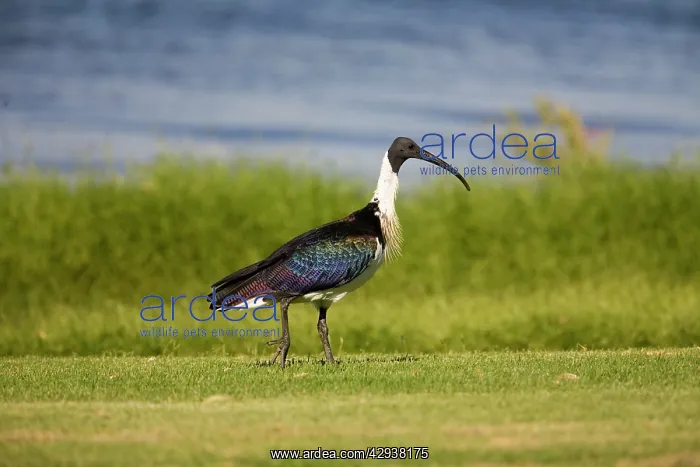 : Straw-necked Ibis : Straw-necked Ibis