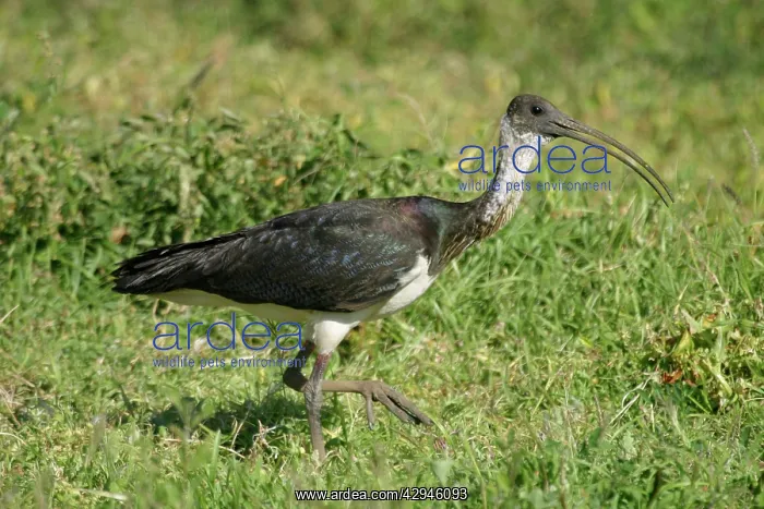 : Straw-necked Ibis : Straw-necked Ibis