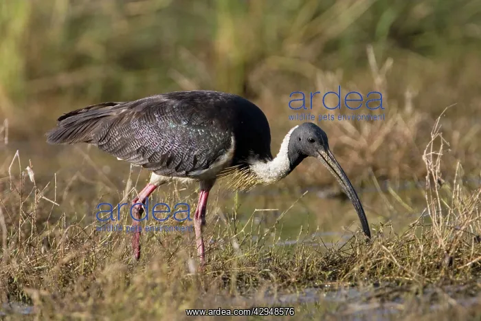 : Straw-necked Ibis : Straw-necked Ibis