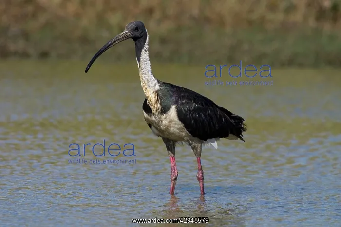 : Straw-necked Ibis : Straw-necked Ibis