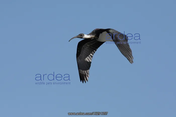 : Straw-necked Ibis : Straw-necked Ibis