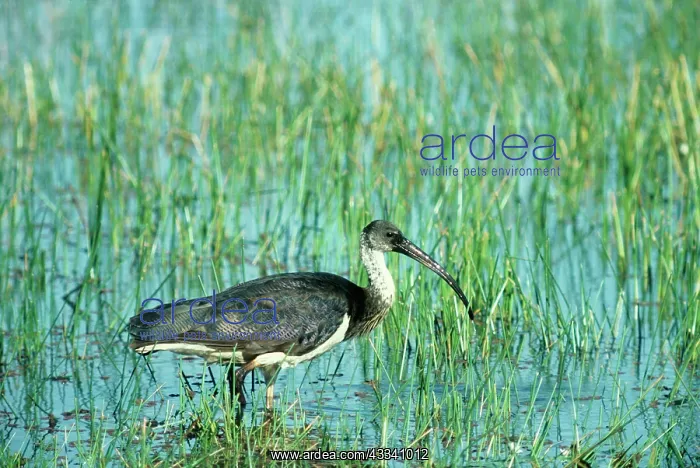 : Straw-necked IBIS : Straw-necked IBIS