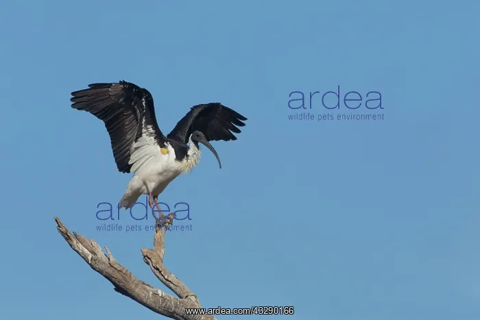 : Straw-necked Ibis - perched with wings raised : Straw-necked Ibis - perched with wings raised