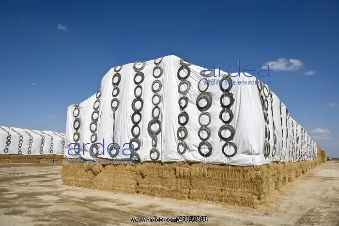 : Straw stacks covered with tarpaulins in California USA : Straw stacks covered with tarpaulins in California USA