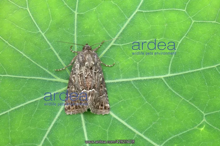 : Straw Underwing : Straw Underwing